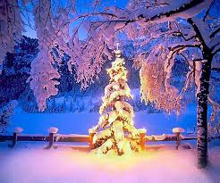 Tannenbaum